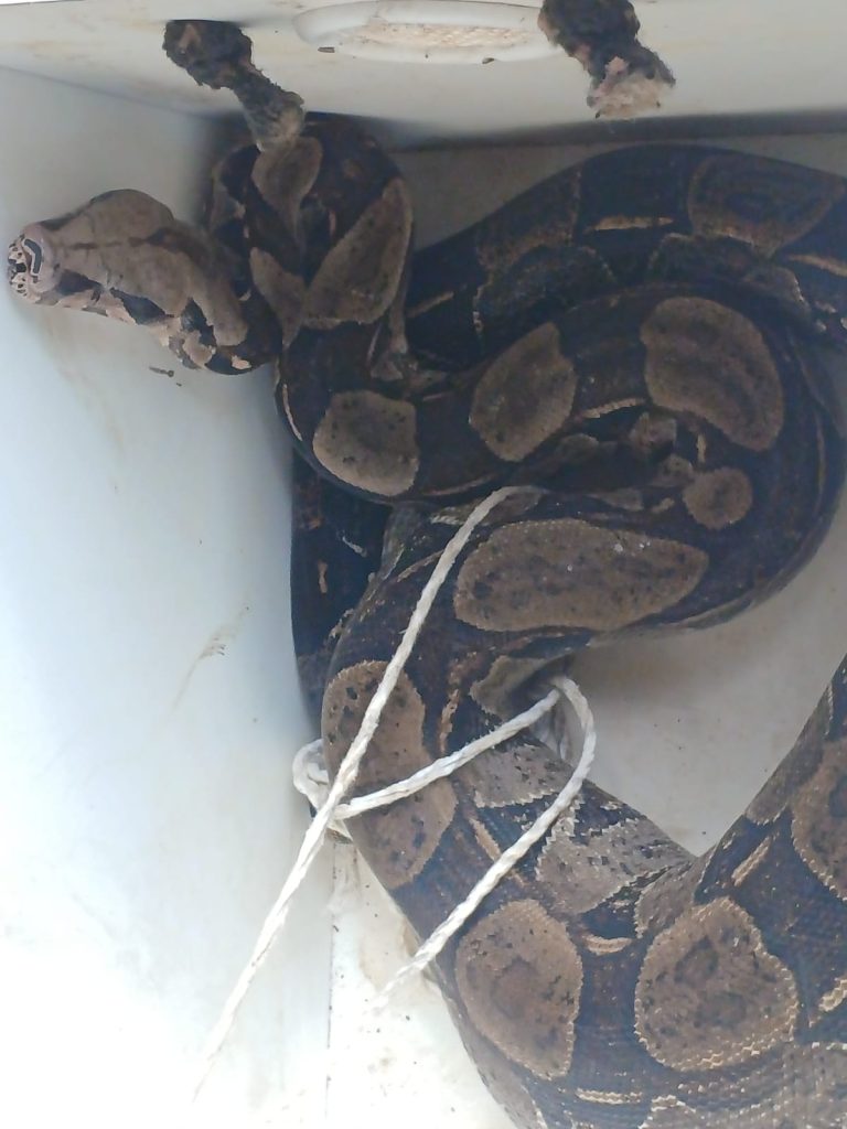 guarda-civil-de-mesquita-resgata-cobra-em-santa-terezinha