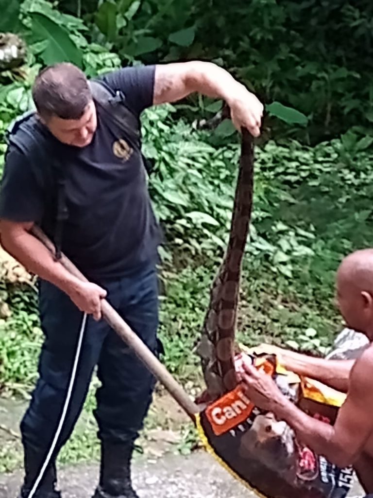 guarda-civil-de-mesquita-resgata-cobra-em-santa-terezinha